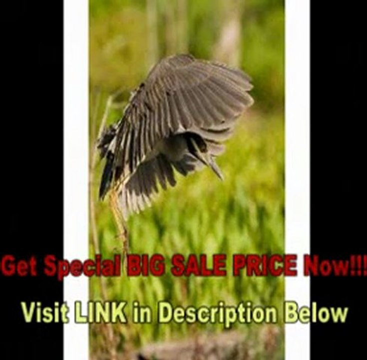 [BEST BUY] Sigma 100-300mm f/4 EX DG IF HSM APO Fast Aperture Telephoto Zoom Lens for Canon SLR Cameras