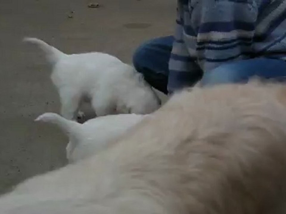 chiots golden retriever à 4 semaines