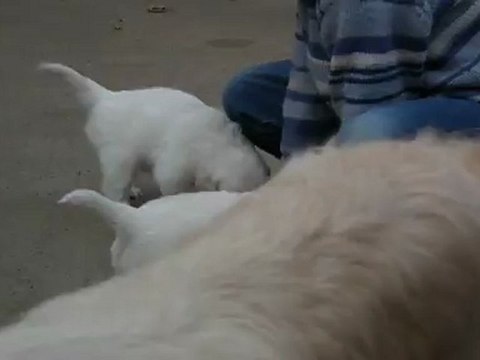 chiots golden retriever à 4 semaines