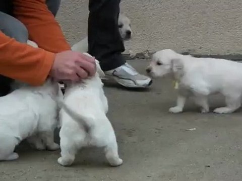 chiots golden retriever à 4 semaines