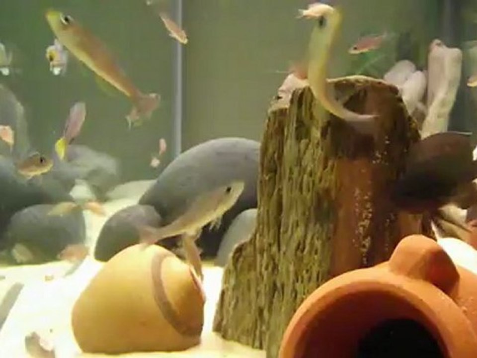 Variabilichromis moori