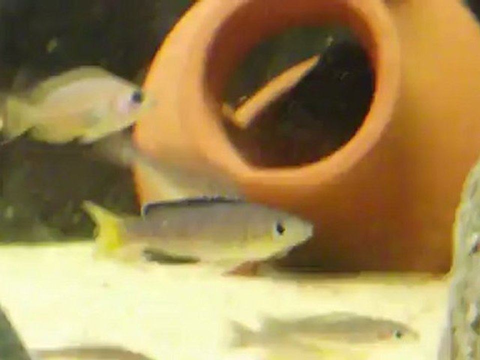 Tanganika karma