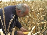 Hungarian land grabbing leaves farmers angry
