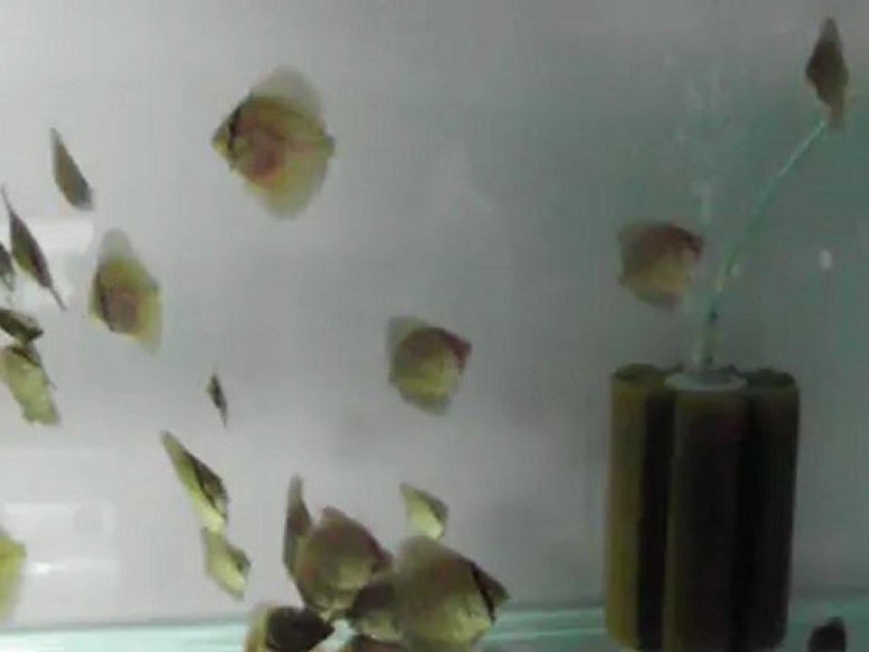 Piwo turquaz yavrular