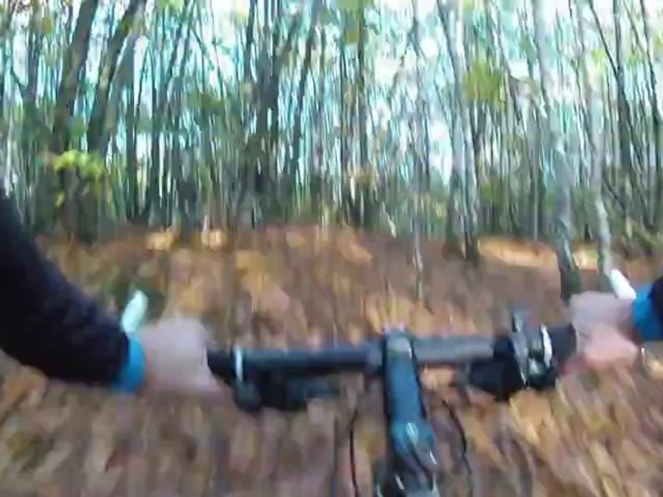 Ballade en forêt