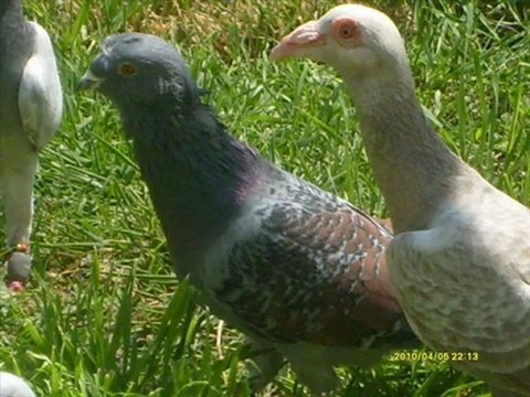 ZEYTİNLİ-AHLES FİLO GÜVERCİNLERİ guvercinurfa.com guvercinrehberi.com