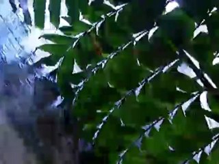 جزيرة  تينيريفا | يوروماكس