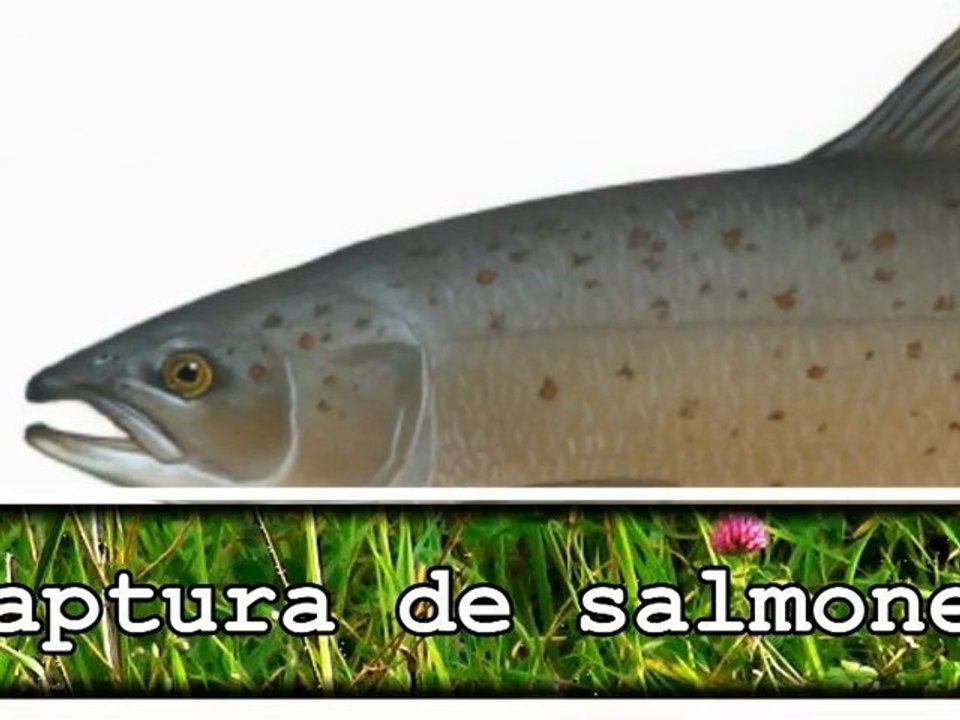 Ecologistas denuncian una trampa para salmones