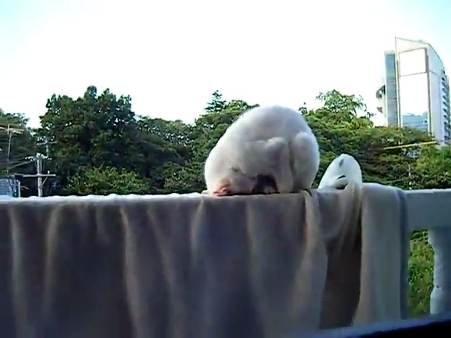 Chat Qui Dort En Boule Video Dailymotion