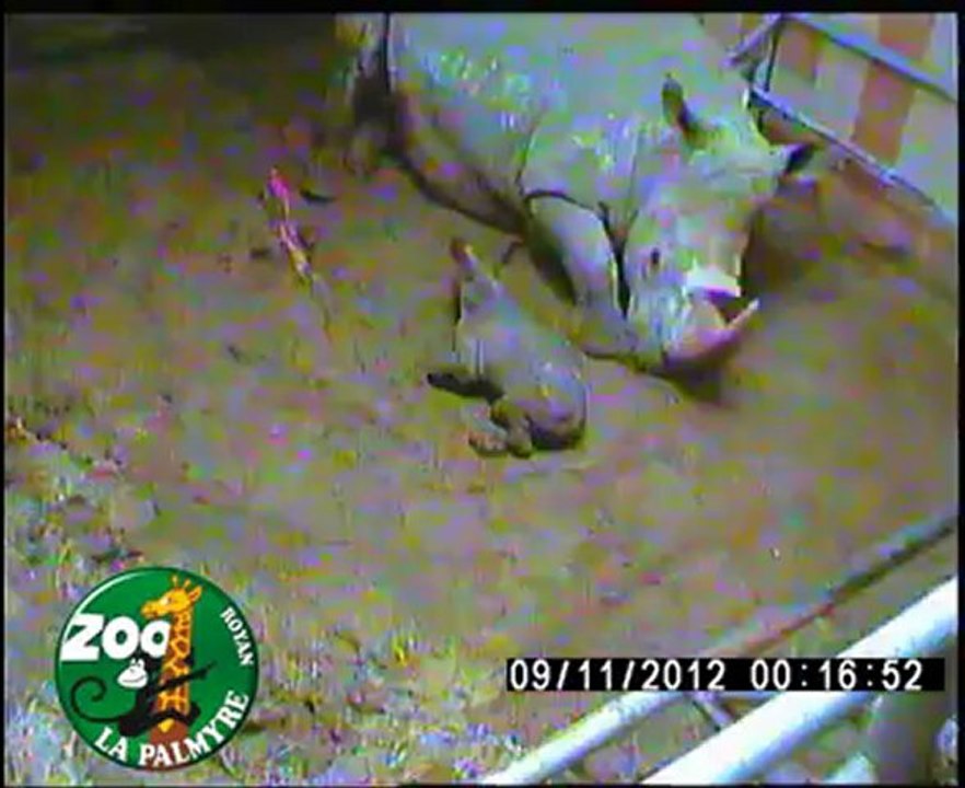 Naissance de rhinocéros