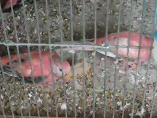 les perruches et du pain