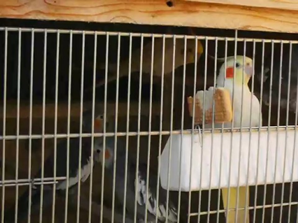les calopsittes et le biscuit