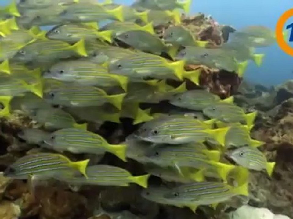 20121029 TENDENCIAS 20000 LEGUAS 6