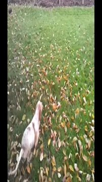 setter anglais a 4 mois portee e-mail x connor du mas d eyraud