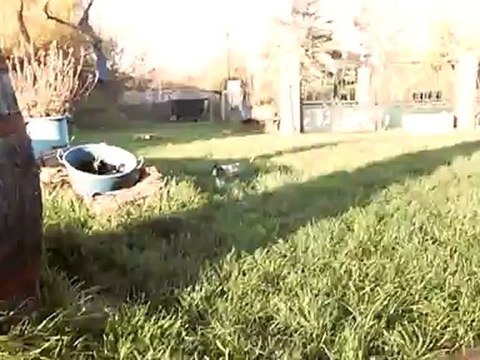 Chien Chinois a créte du clos Napolitain portée 2012