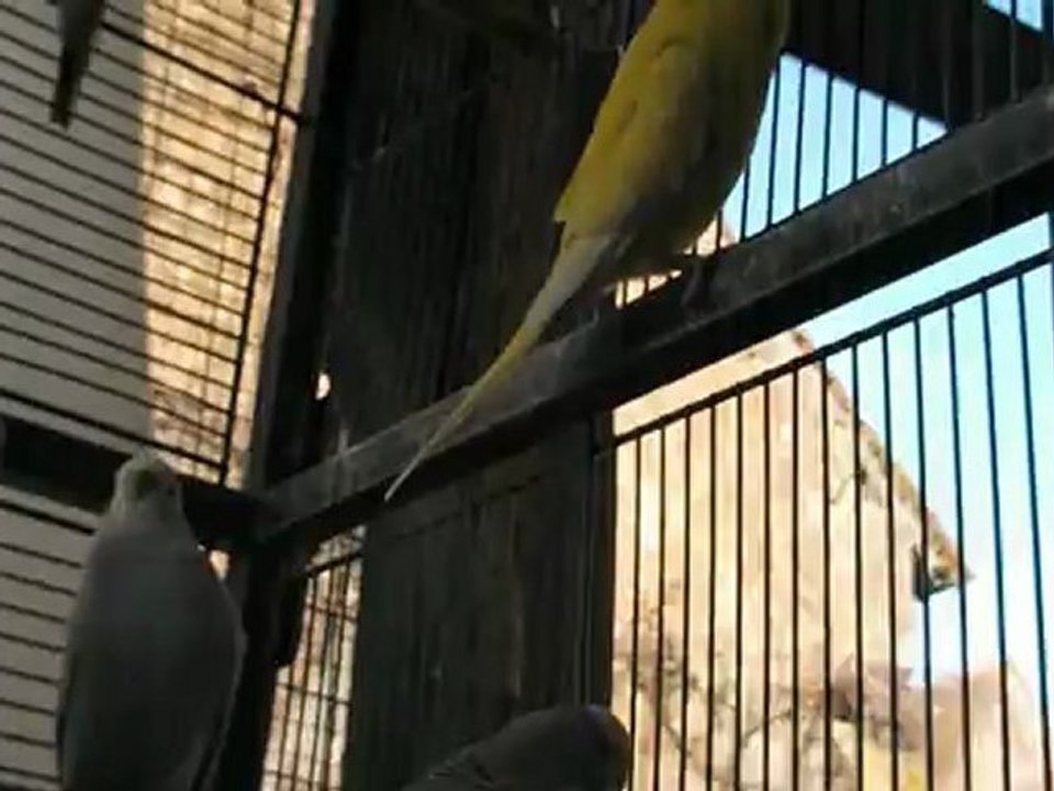 perruches et la patée -partie 2/3