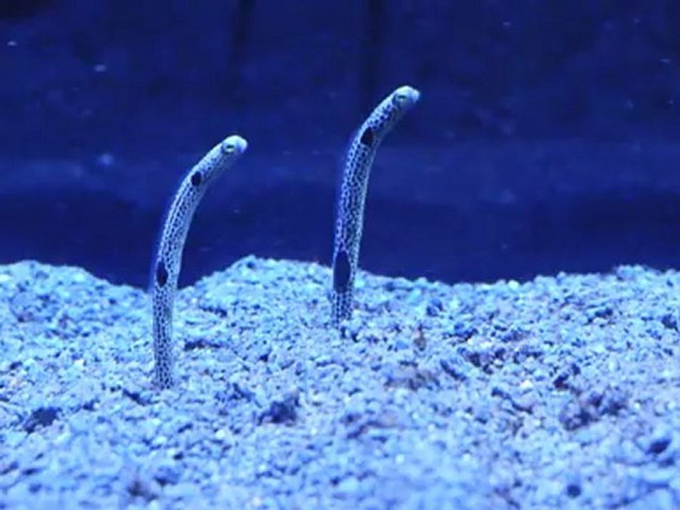 strange animals