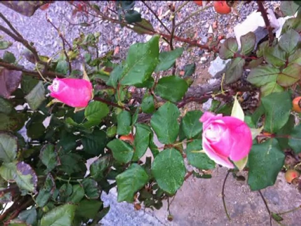 Cengiz Kurtoğlu Kaderimsin