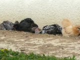 Les poules et l'indispensable bain de poussières
