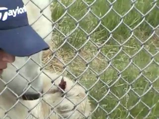 Polar Bear Habitat  Cochrane,  Ontario Canada