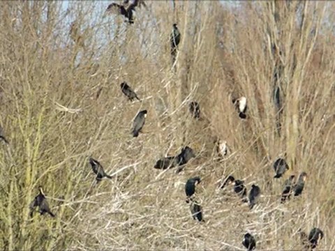 Les cormorans pêchent à la Chartre sur le Loir