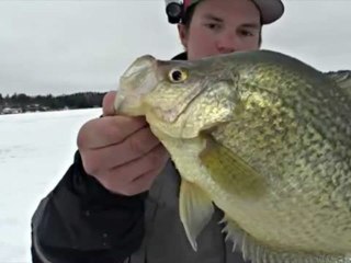 Sonnenbarsche angeln extrem