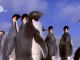 Funny Talking Penguins