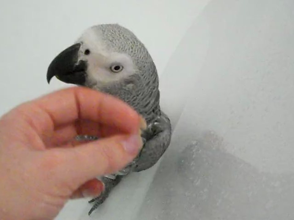 le bain de Jojo elle râle un peu !!!!!