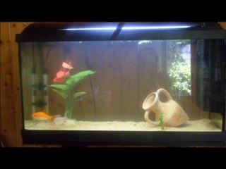 Mes poissons rouges.