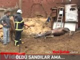 Öldüğü sanılan at böyle ayağa kalktı