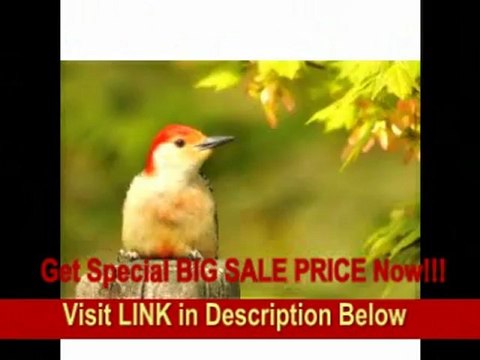 [REVIEW] Nikon 200-400mm f/4G AF-S SWM SIC ED IF VR II Nikkor Super Telephoto Zoom Lens for Nikon Digital SLR Cameras