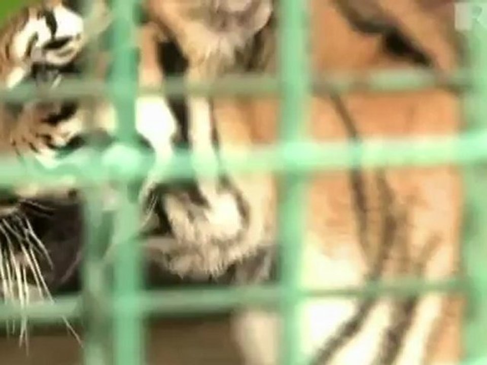 Schäferhündin als Adoptiv-Mama für Tiger-Babys