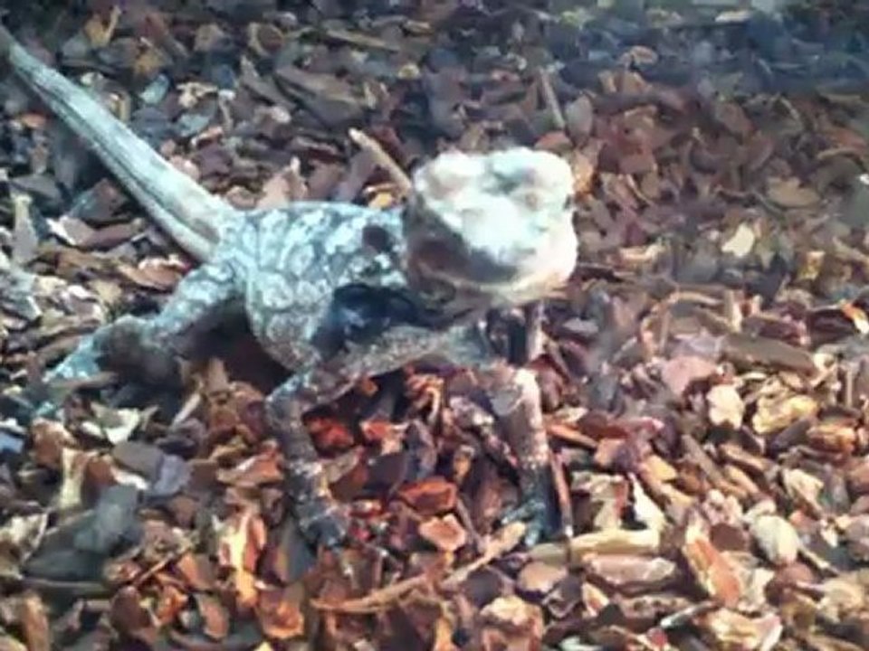 lézard à colerette