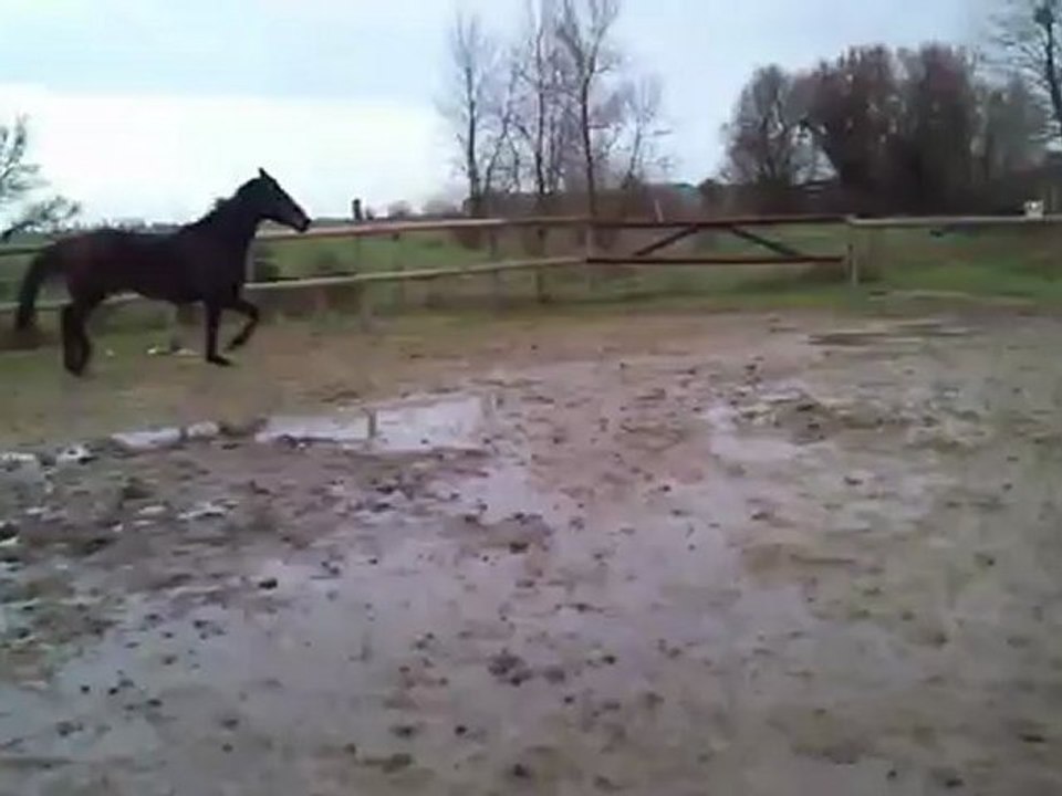 u......trotgalop