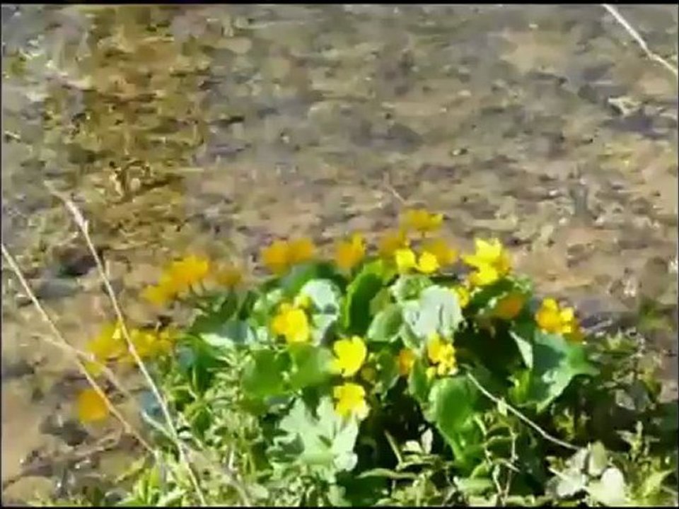 Faris Abbad - Surat Al Qiyamah