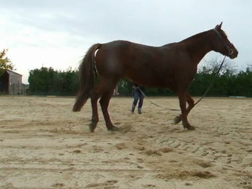 Longe 23.11.12