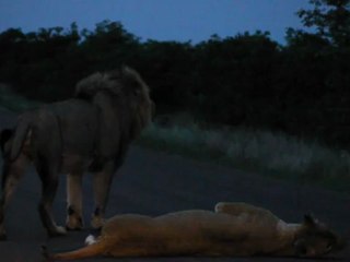 Lions making love at Kruger National Park