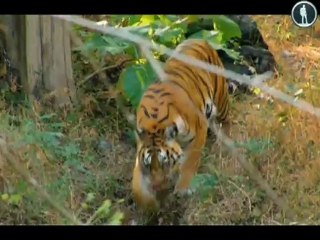 Азия и Австралия