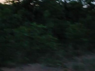 Lions at Kruger Park