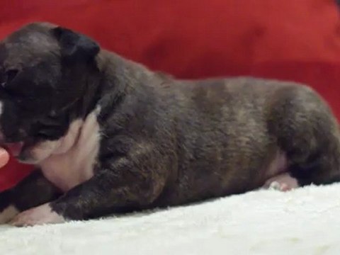 Elevage Of Passion Amstaff / chiot amstaff