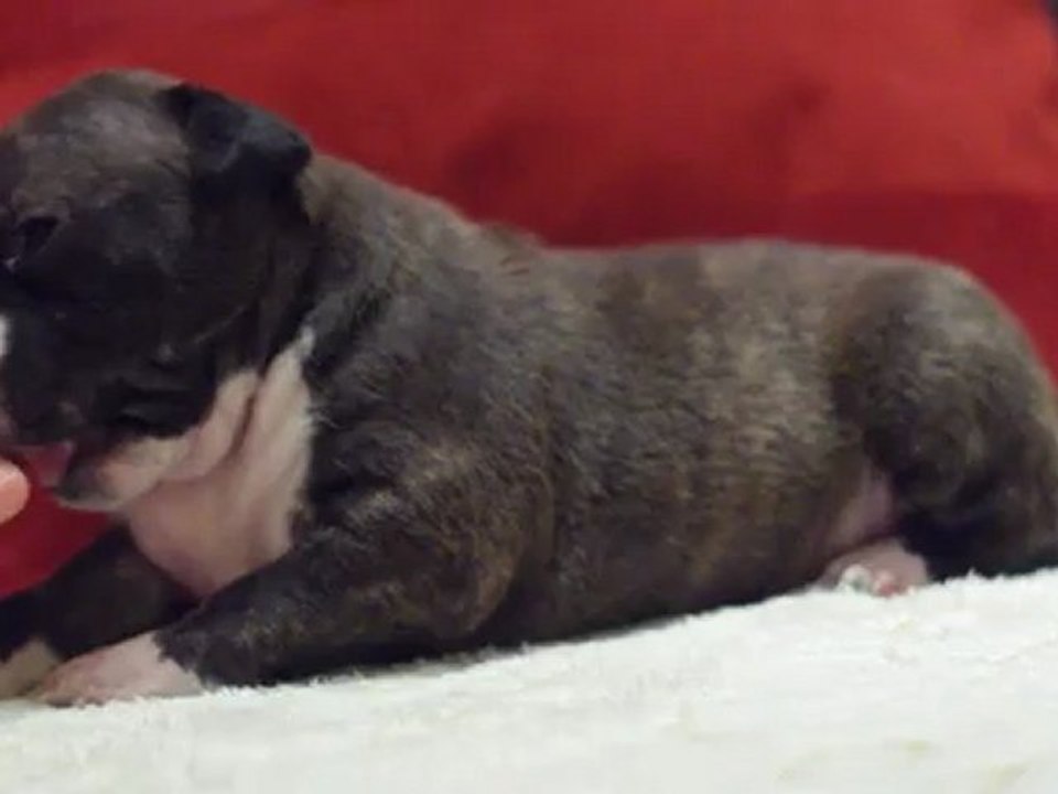 Elevage Of Passion Amstaff / chiot amstaff