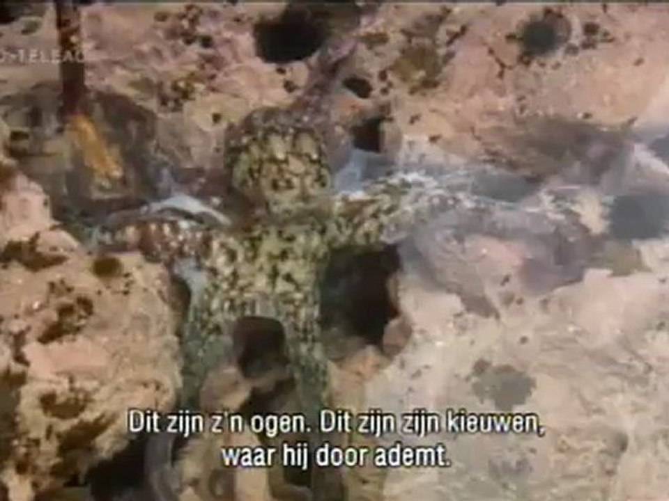 Beagle - Aflevering 4