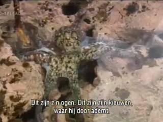 Beagle - Aflevering 4