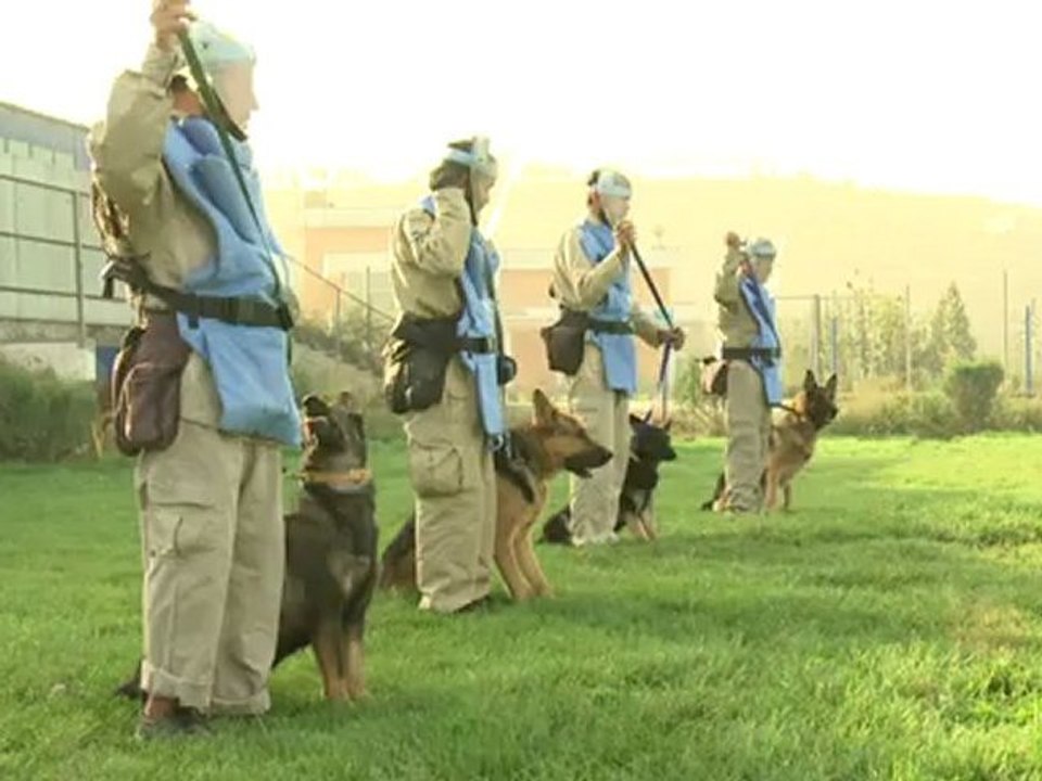 Sie riechen die Todesgefahr: Minenspürhunde in Afghanistan
