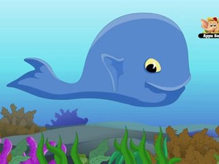 Animal Facts - Blue Whale