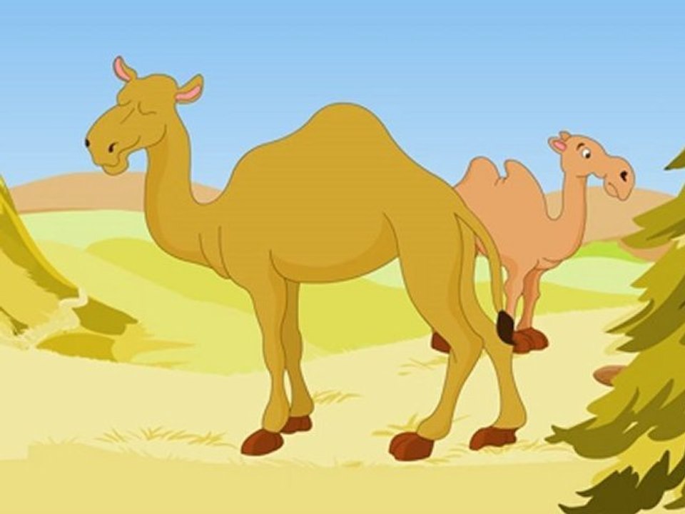 Animal Facts - Camel