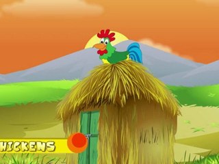 Animal Facts - Chicken