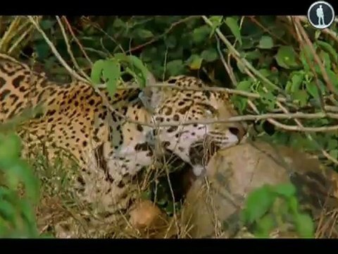 Южная Америка