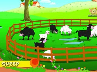 Animal Facts - Sheep