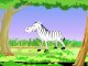 Animal Facts - Zebra